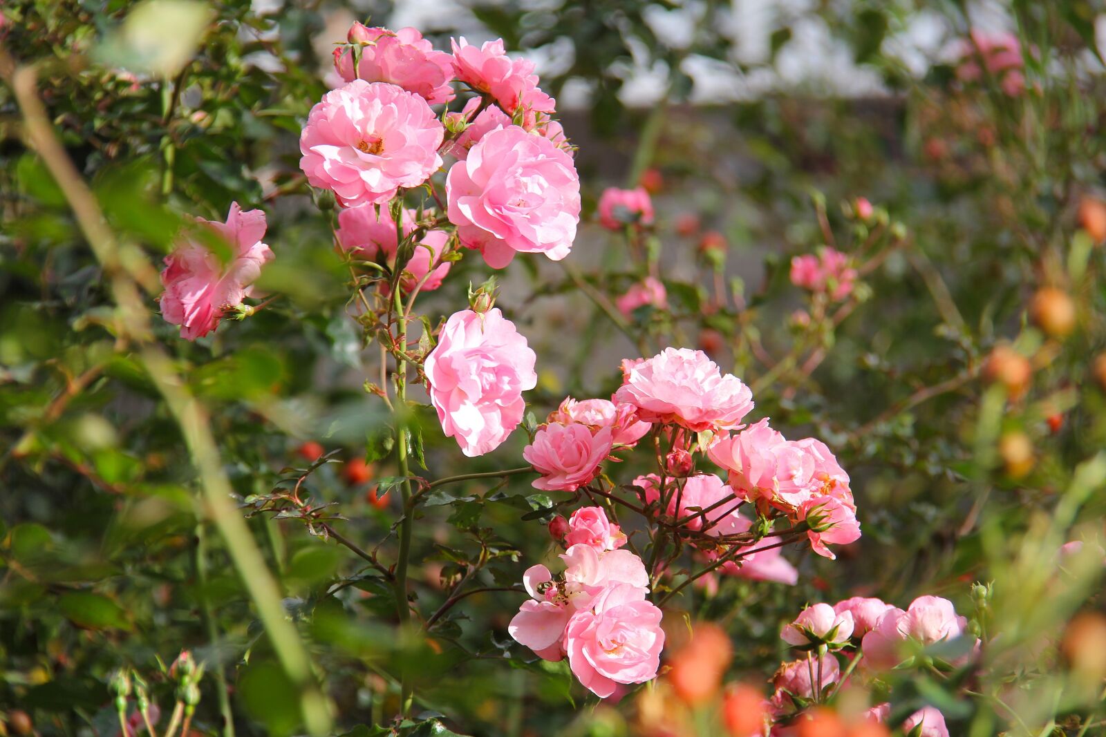 Canon EF-S 18-200mm F3.5-5.6 IS sample photo. Phoenix park, park, beautiful photography