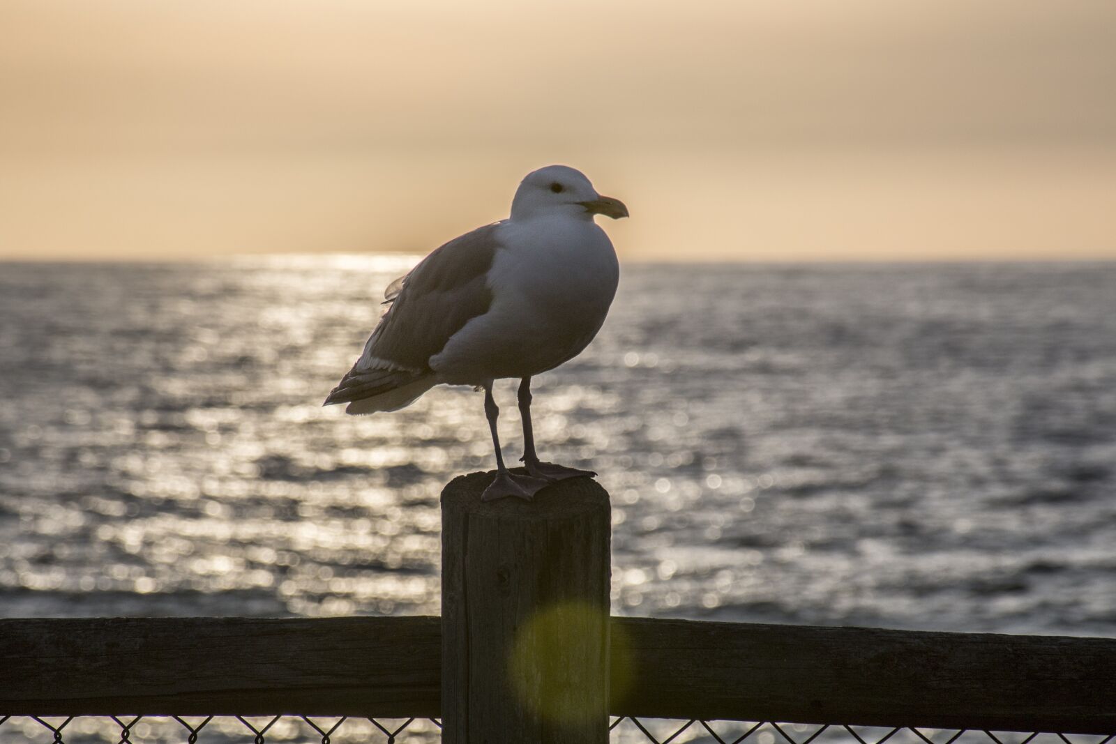 Canon EOS 70D sample photo. Seagull, perched, sunset photography