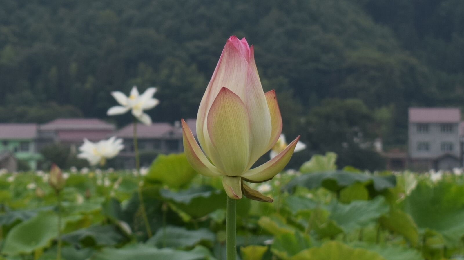 Nikon D3300 sample photo. Lotus, pond, country photography