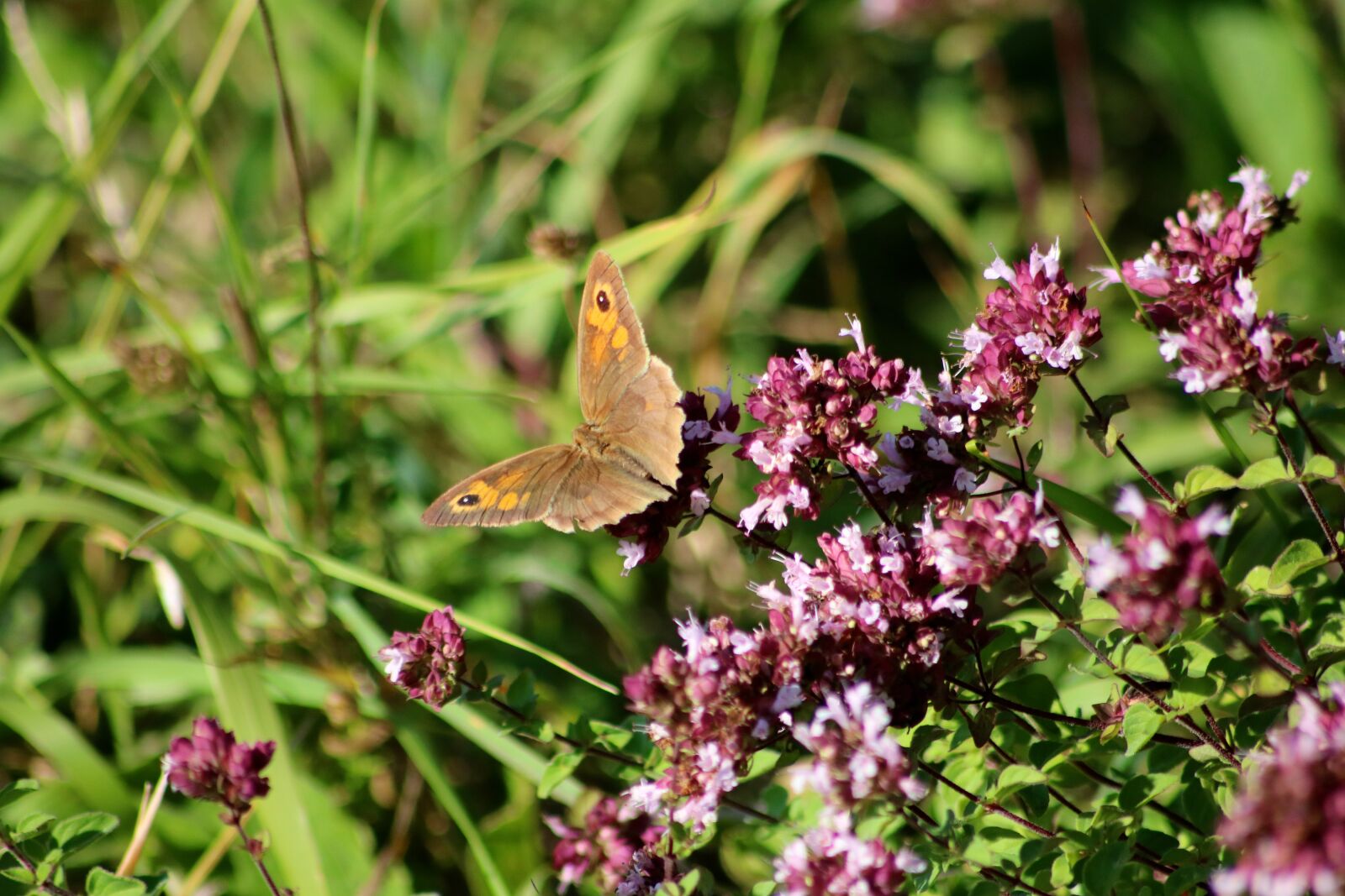 Canon EOS 750D (EOS Rebel T6i / EOS Kiss X8i) sample photo. Meadow brown butterfly, brown photography
