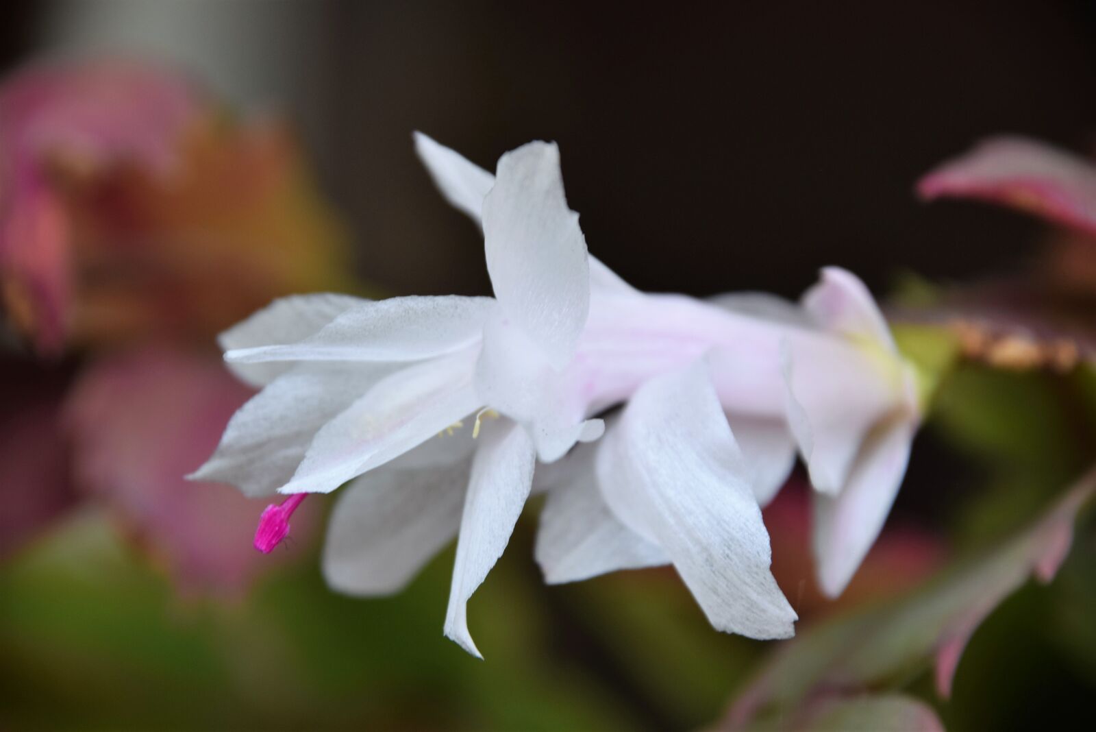Nikon D3300 sample photo. Wow, white flower, cactus photography