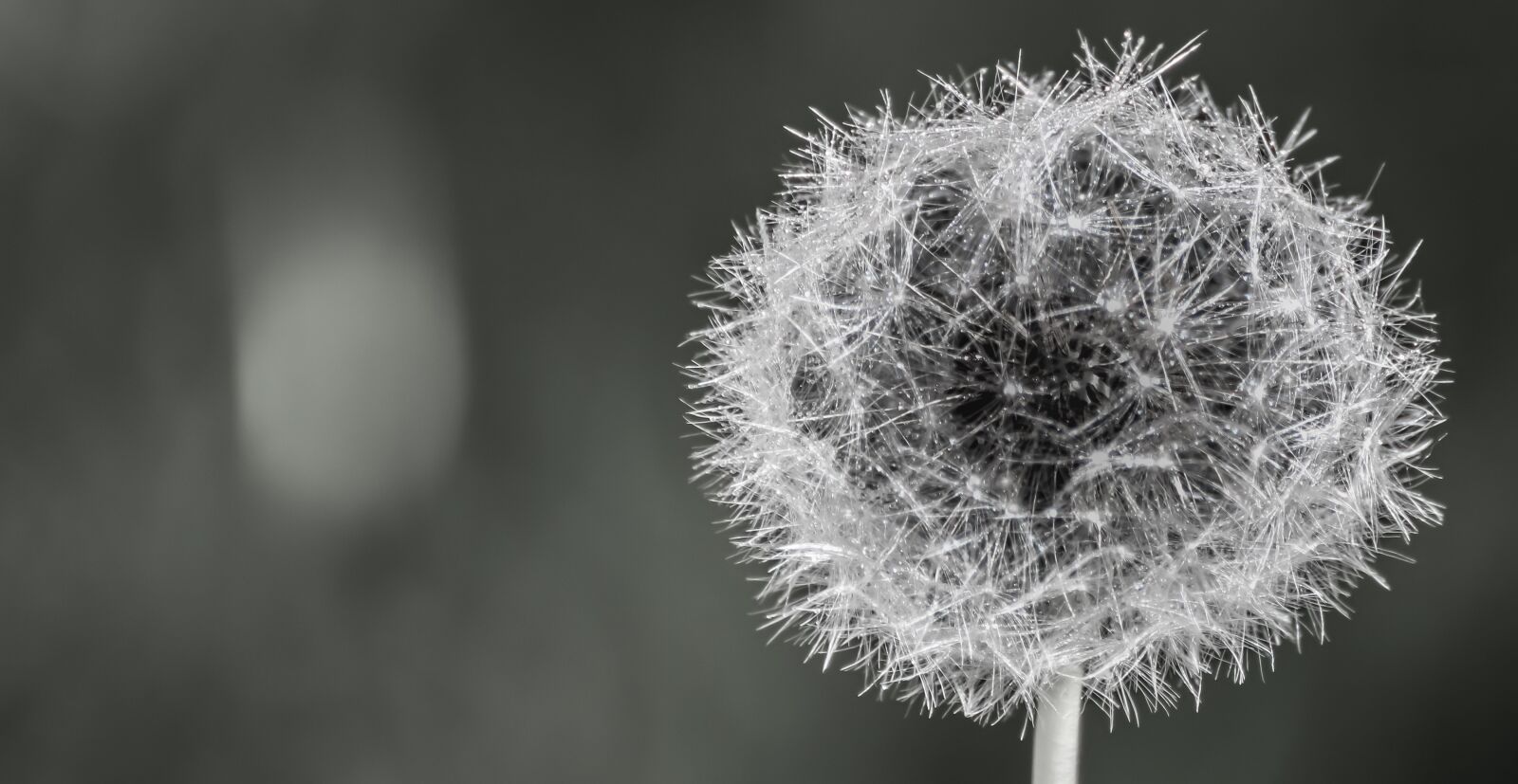 Canon EOS 200D (EOS Rebel SL2 / EOS Kiss X9) sample photo. Dandelion, close up, abstract photography