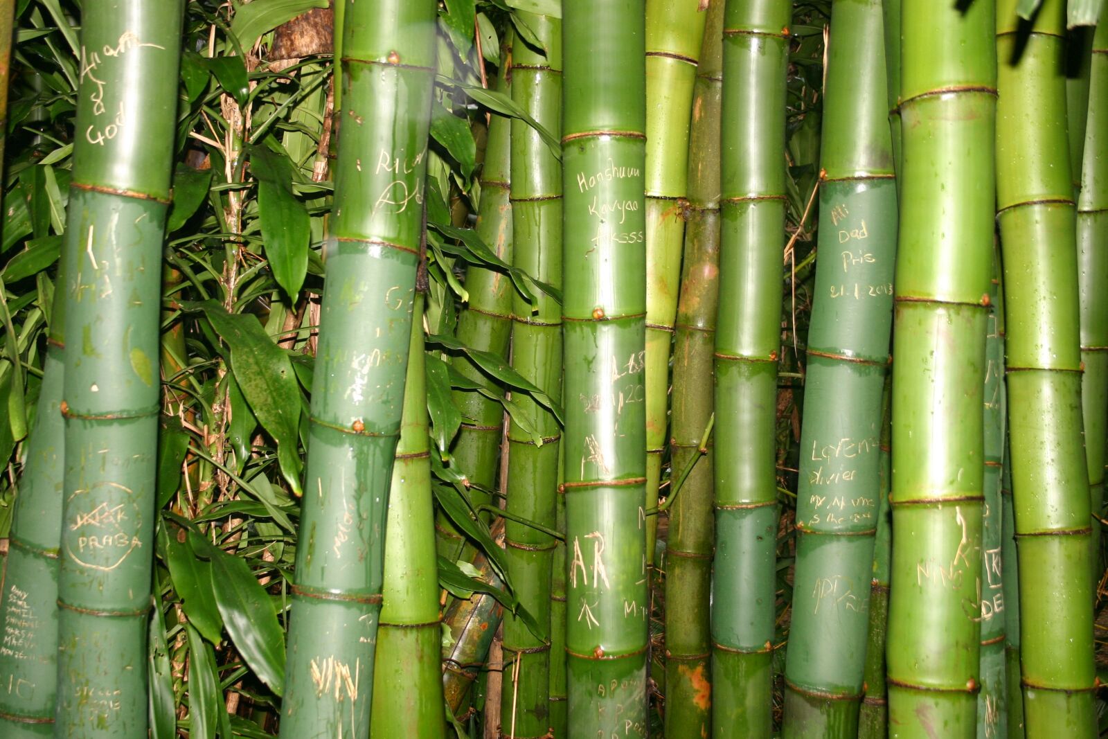 Canon EOS 300D (EOS Digital Rebel / EOS Kiss Digital) sample photo. Bamboo, vacations, exotic photography