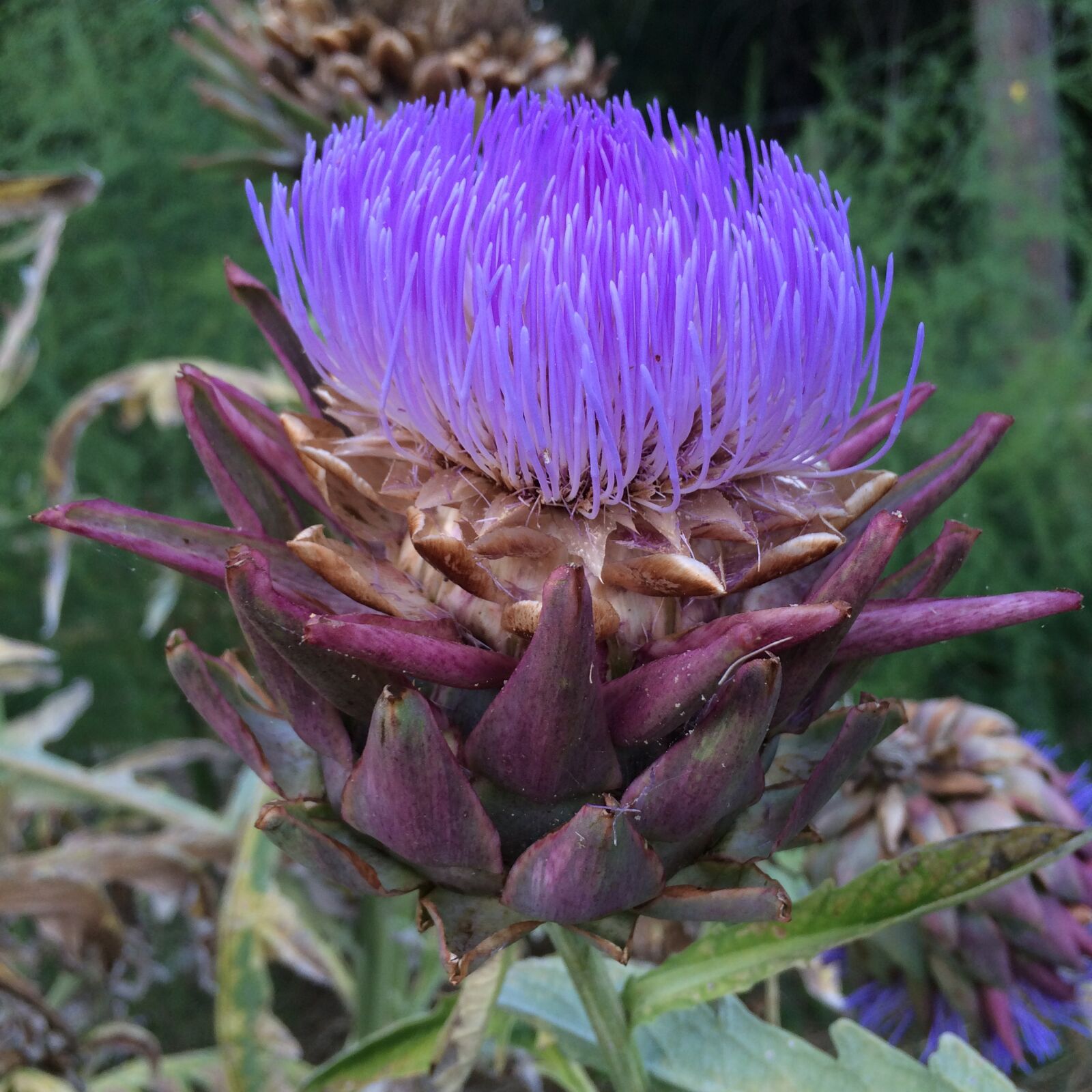 iPhone 5s back camera 4.15mm f/2.2 sample photo. Artichoke, purple, beautiful photography