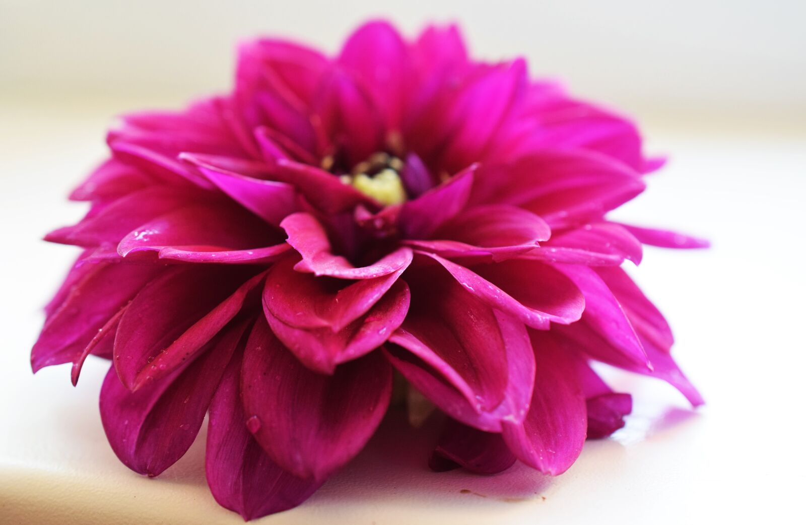 Nikon D5300 sample photo. Flower, purple, gently photography