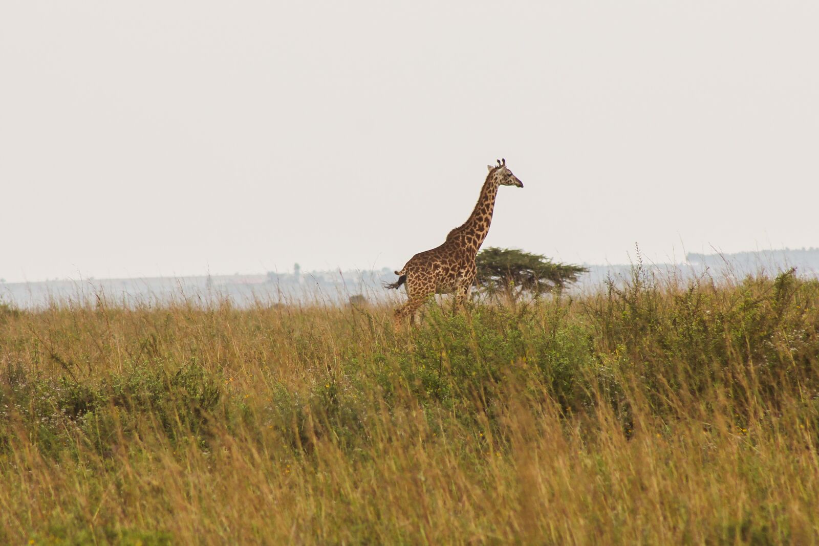Canon EF75-300mm f/4-5.6 sample photo. Giraffe, wildlife, africa photography