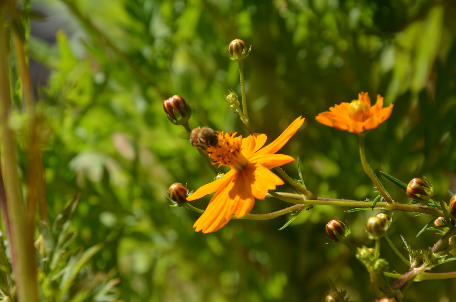 Nikon D7000 sample photo. Bee photography