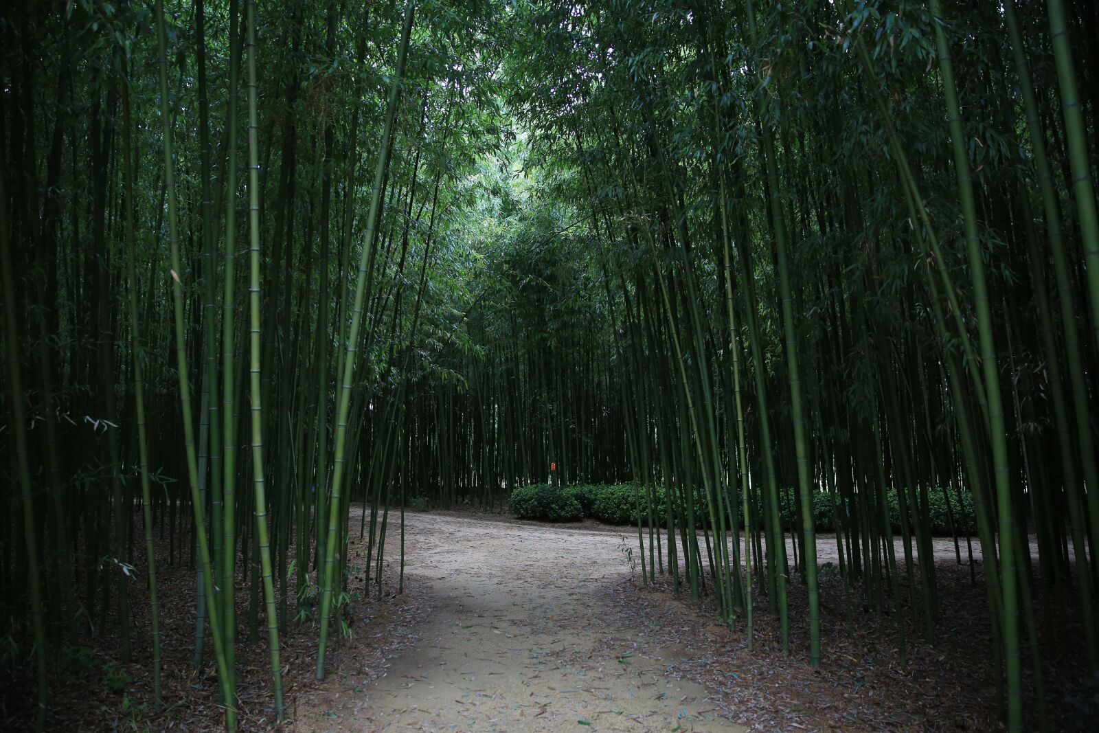 Canon EF 24-70mm F2.8L II USM sample photo. Bamboo, forest, ulsan photography