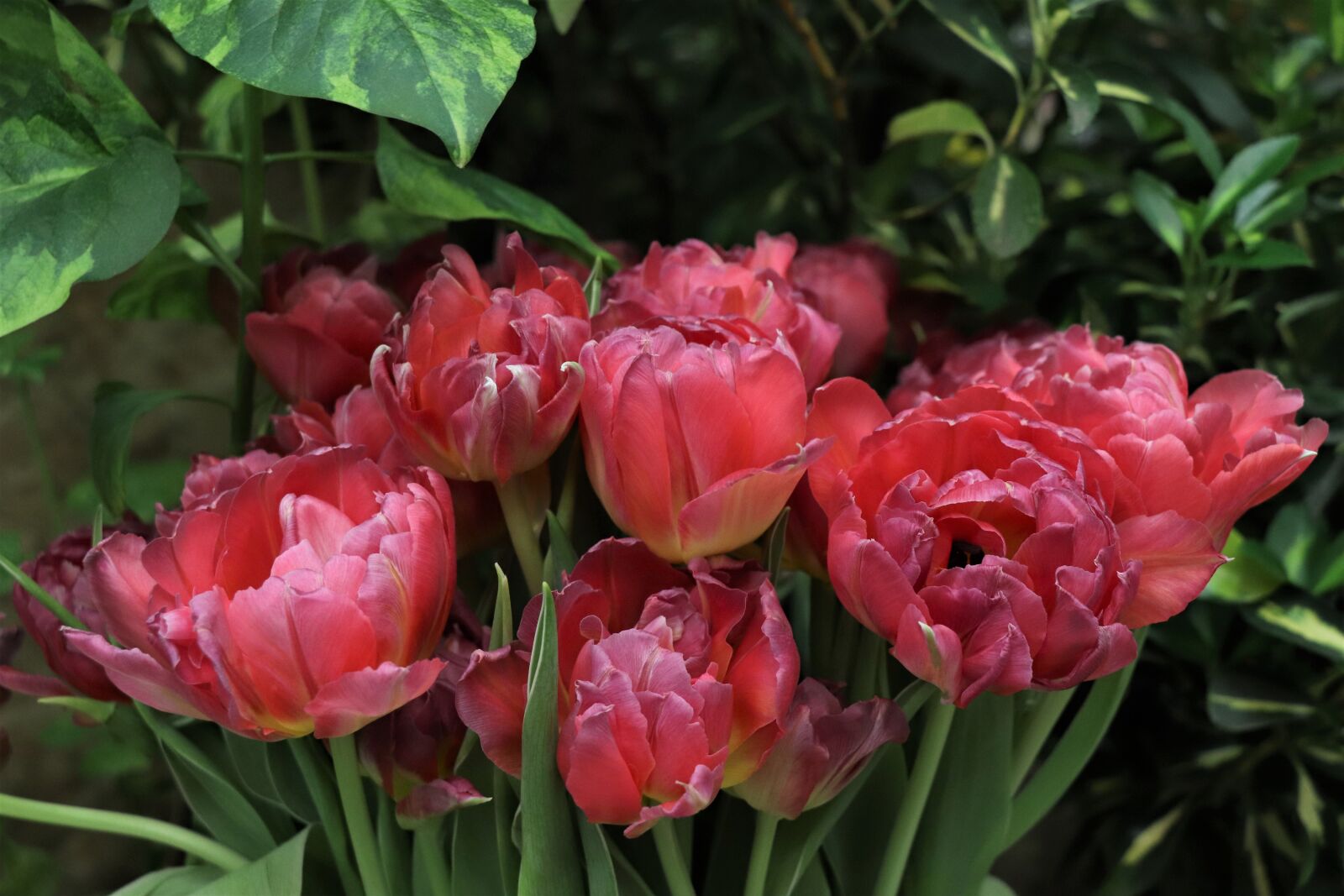 Canon EOS 77D (EOS 9000D / EOS 770D) sample photo. Tulips, bouquet, flowers photography