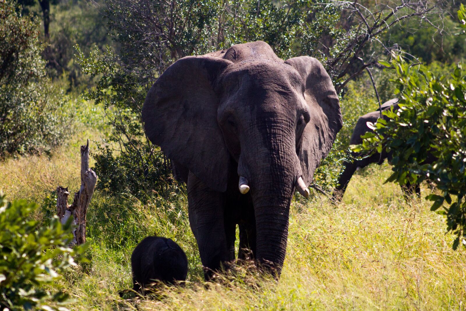 Canon EF 75-300mm f/4-5.6 USM sample photo. Elephant, animal, africa photography