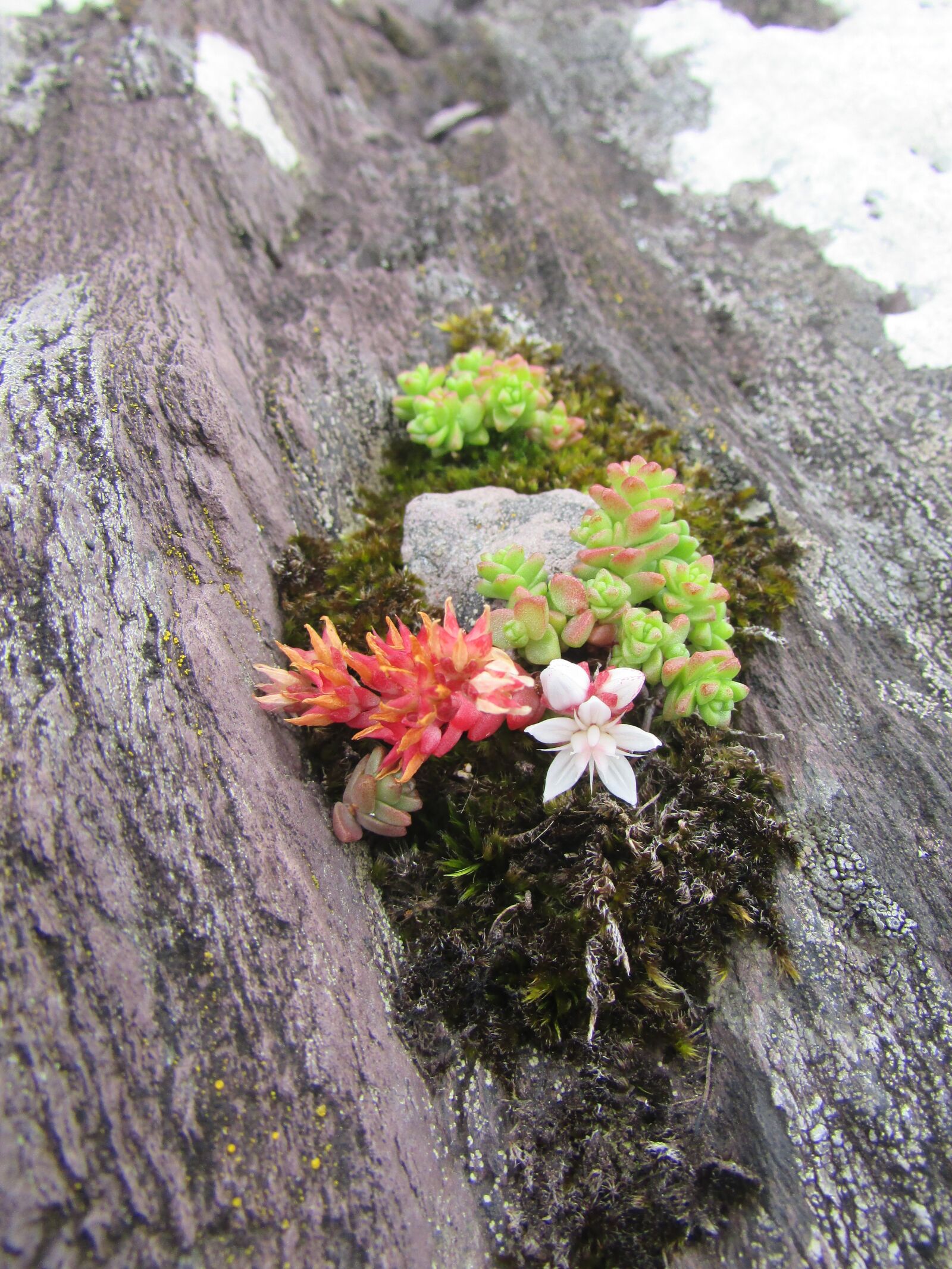 Canon PowerShot SX400 IS sample photo. Plant, houseleek, succulent photography