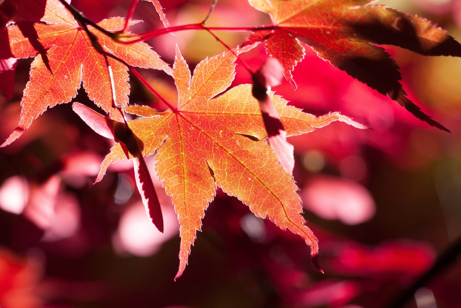 Canon EOS 50D sample photo. Maple, autumn, leaf photography