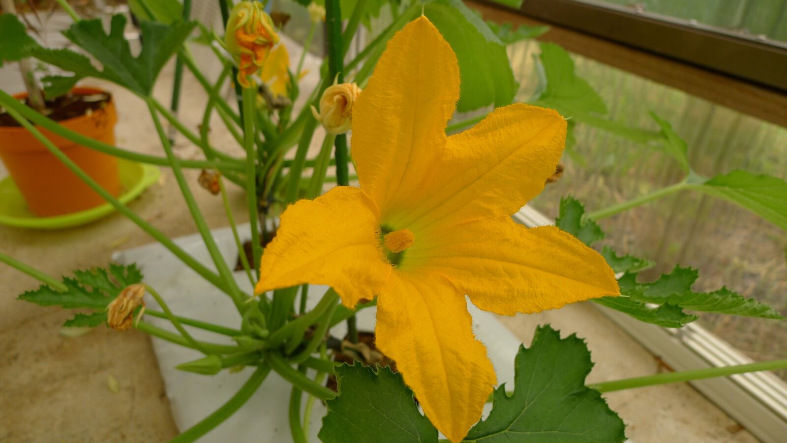 Panasonic Lumix DMC-LX5 sample photo. Watermelon flowers, watermelon, home photography