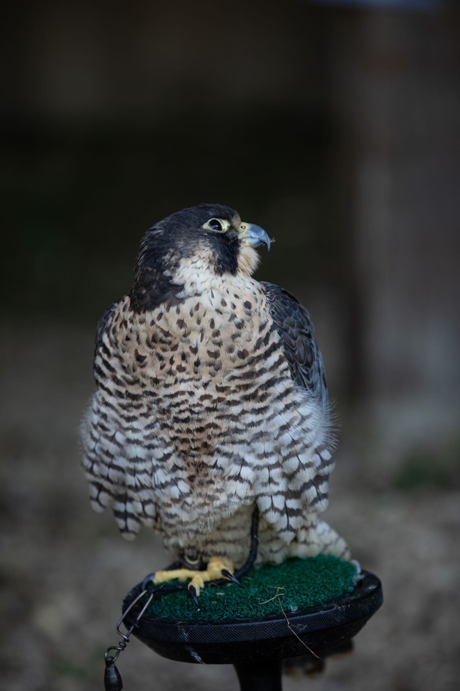 Canon EOS 5D Mark IV sample photo. Bird, nature, plumage photography