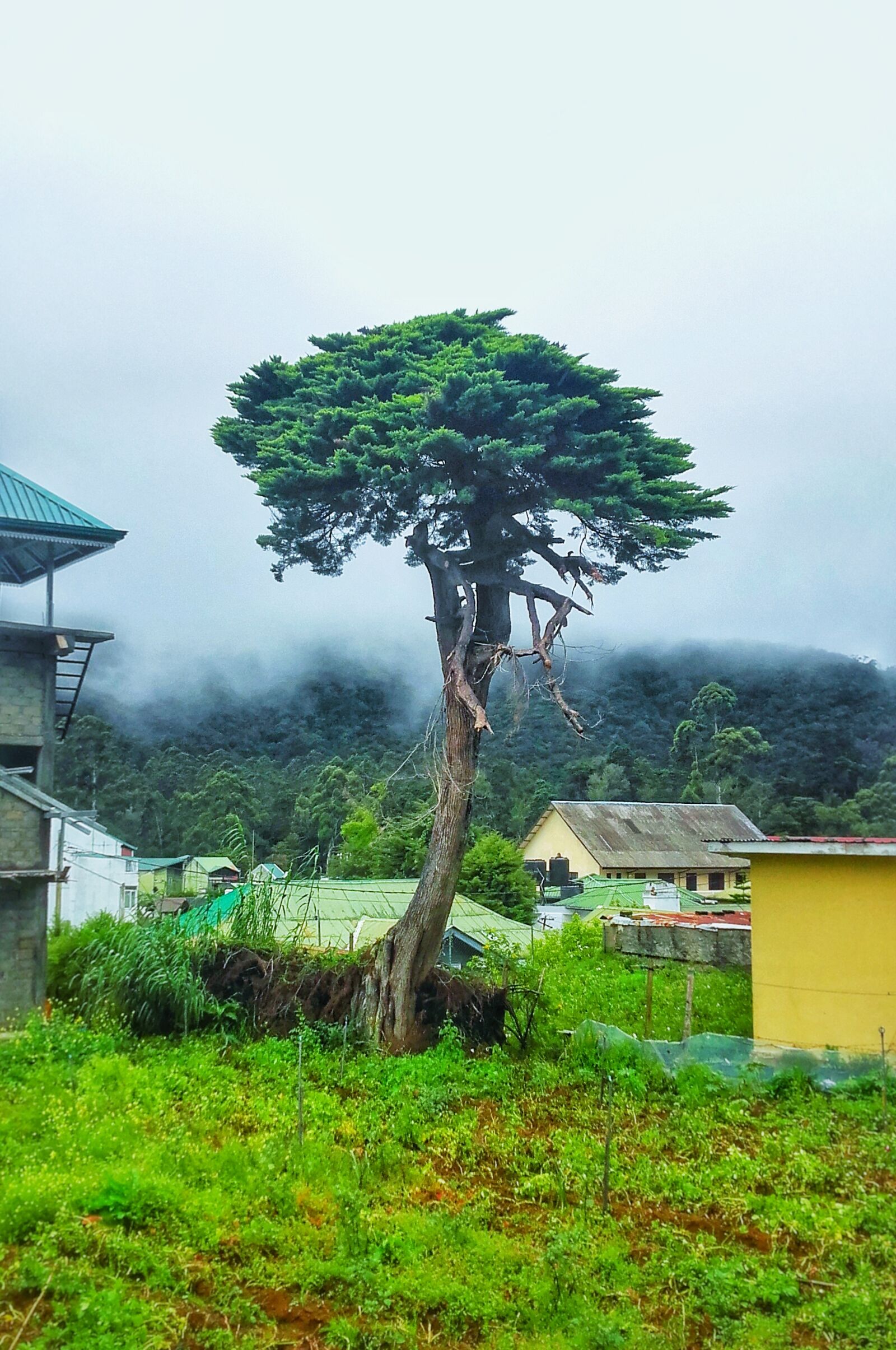 Samsung Galaxy Grand Prime sample photo. Bonsai, landscape, nature, tree photography