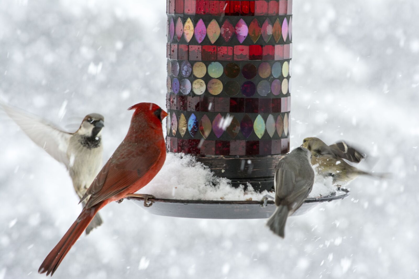 Nikon D5200 sample photo. Birds, sparrow, cardinal photography