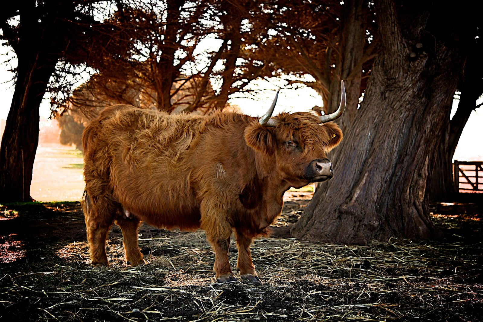 Canon EOS-1D Mark III sample photo. Animal, cattle, countryside photography