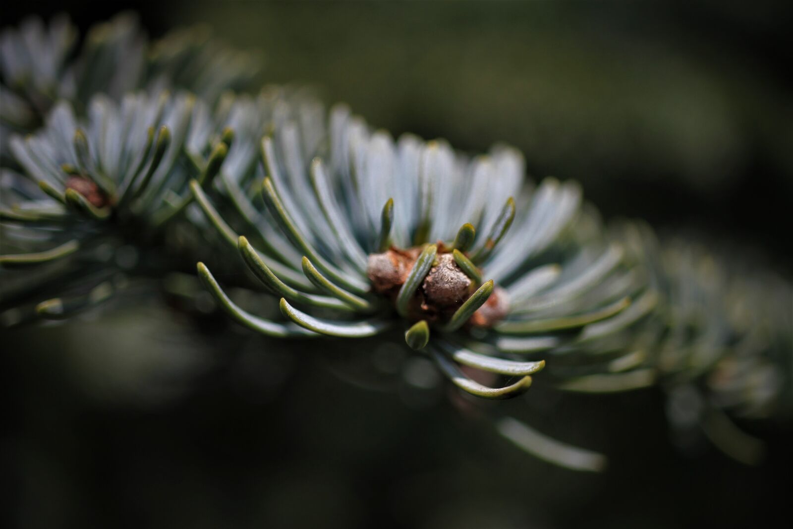 Canon EOS 7D sample photo. Pine needles, macro, fir photography