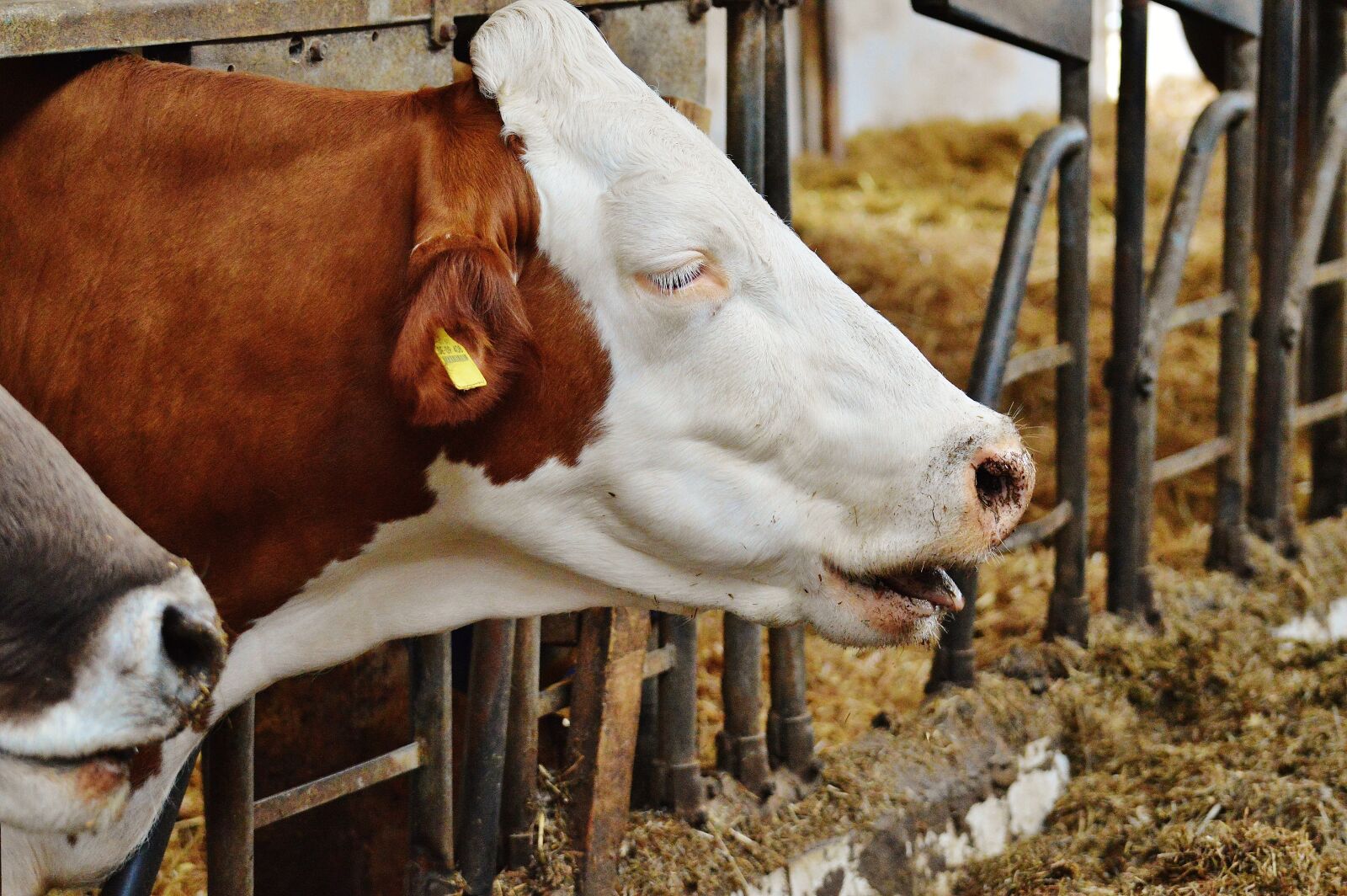 Nikon D3200 sample photo. Cows, stall, barn animals photography
