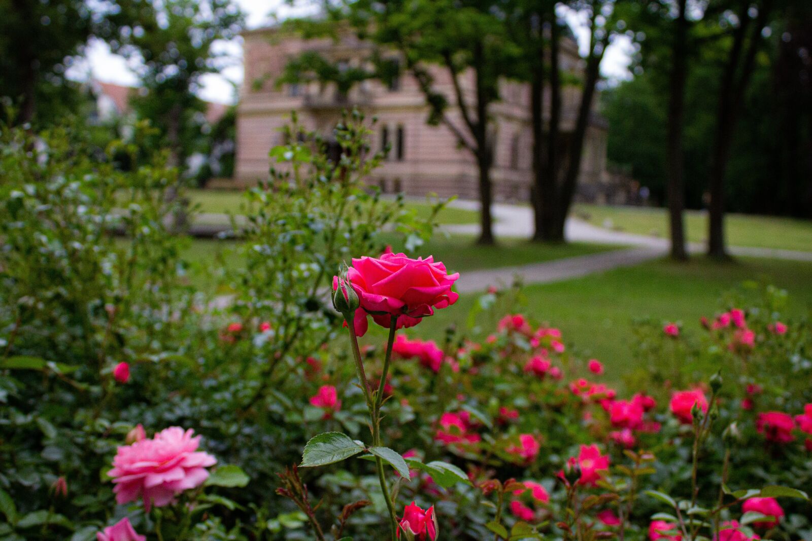 Canon EOS 1200D (EOS Rebel T5 / EOS Kiss X70 / EOS Hi) sample photo. Castle, landscape, rose photography