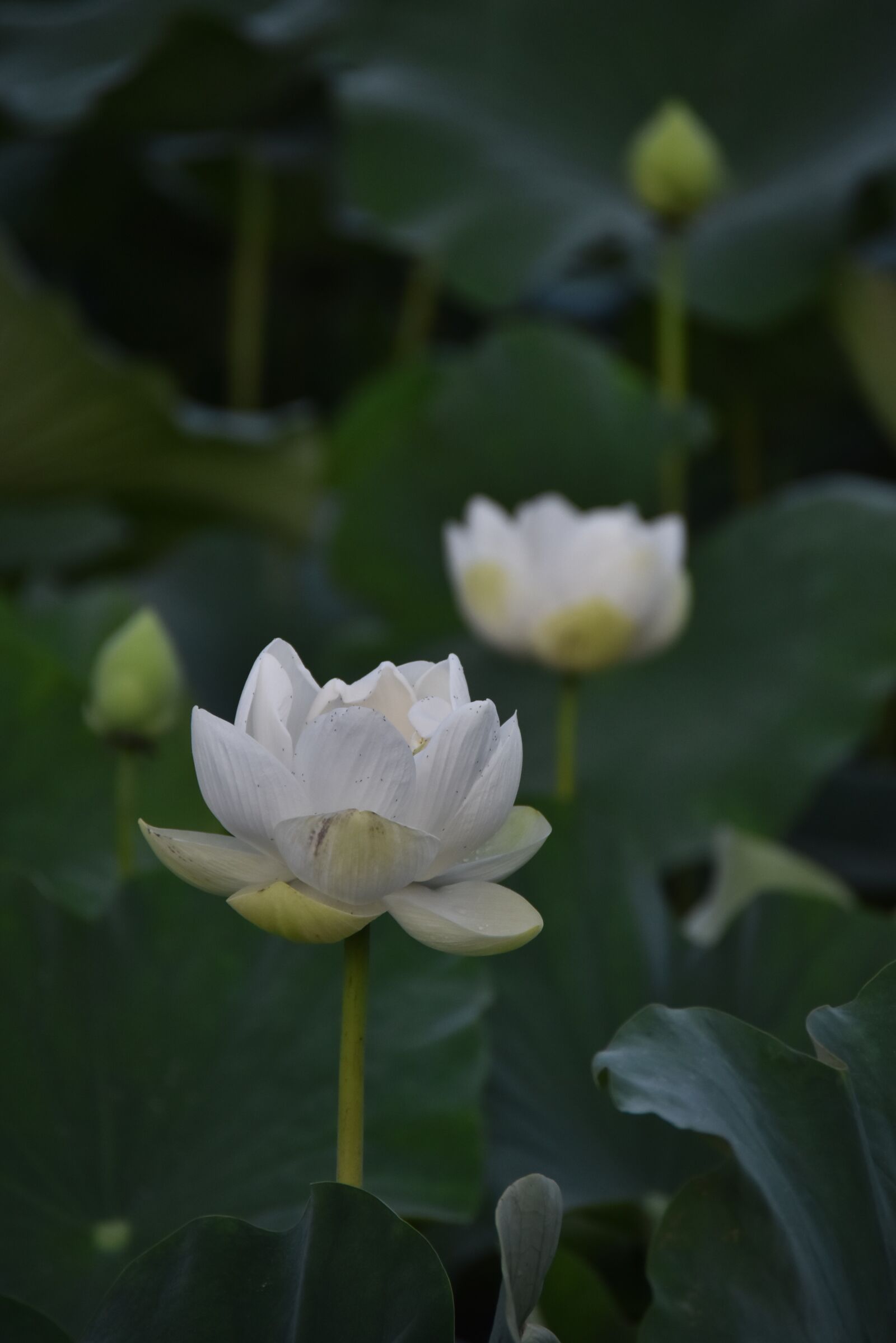 Nikon D7200 sample photo. Lotus, flower, aquatic plant photography