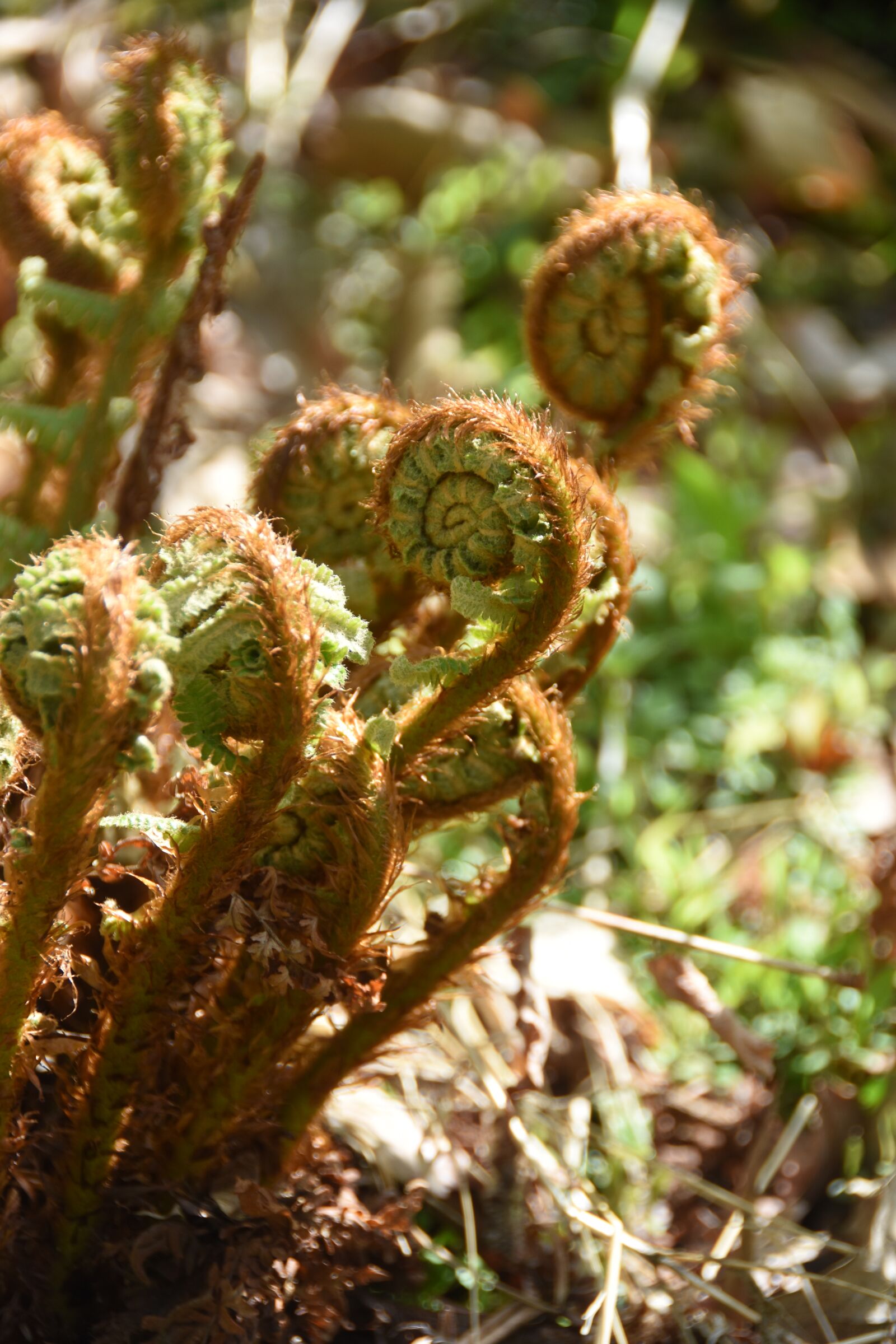 Nikon D7200 sample photo. Nature, plants, curve photography