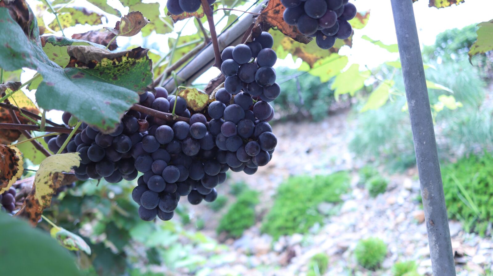 Canon EOS 200D (EOS Rebel SL2 / EOS Kiss X9) + Canon EF-S 24mm F2.8 STM sample photo. Grapes, grape vines, republic photography