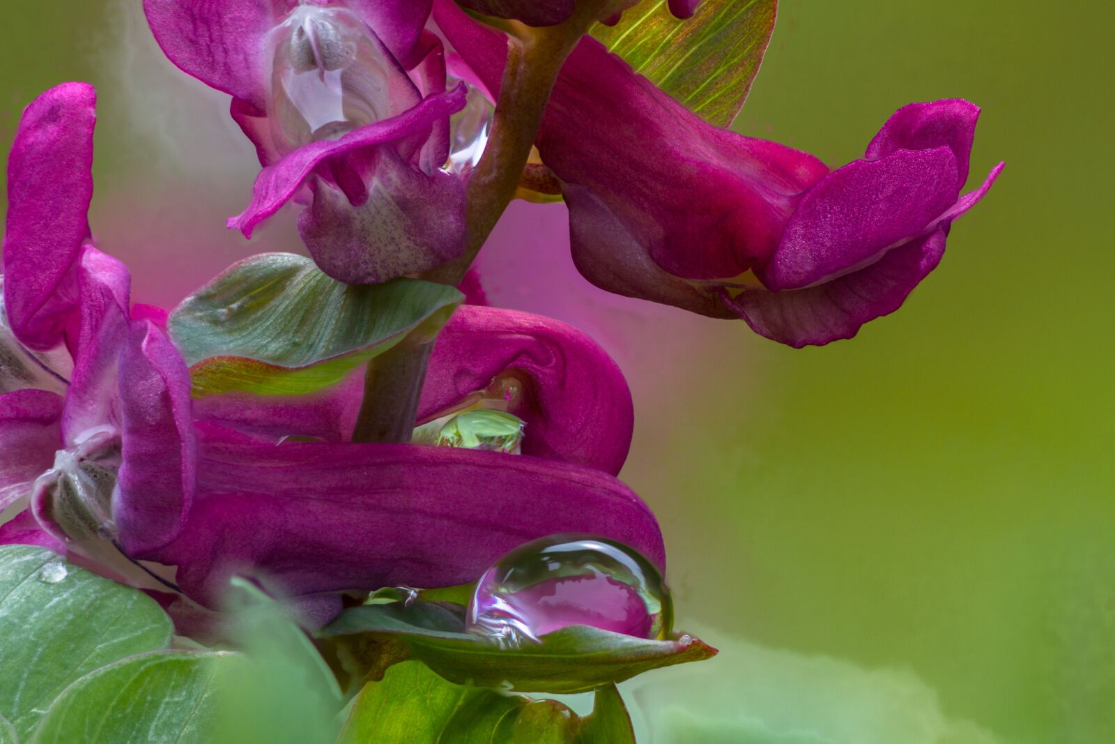 Canon EOS 7D sample photo. Corydalis, hollow corydalis, blossom photography