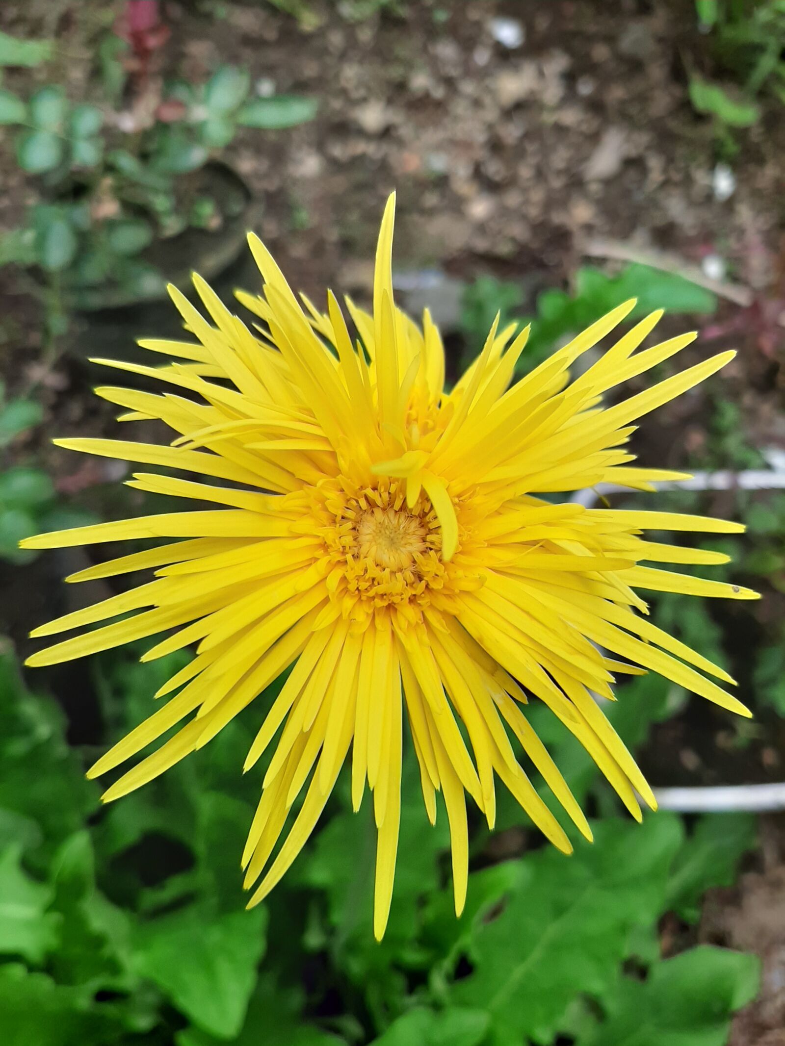 Samsung Galaxy A50 sample photo. Yellow, flower, sunflower photography