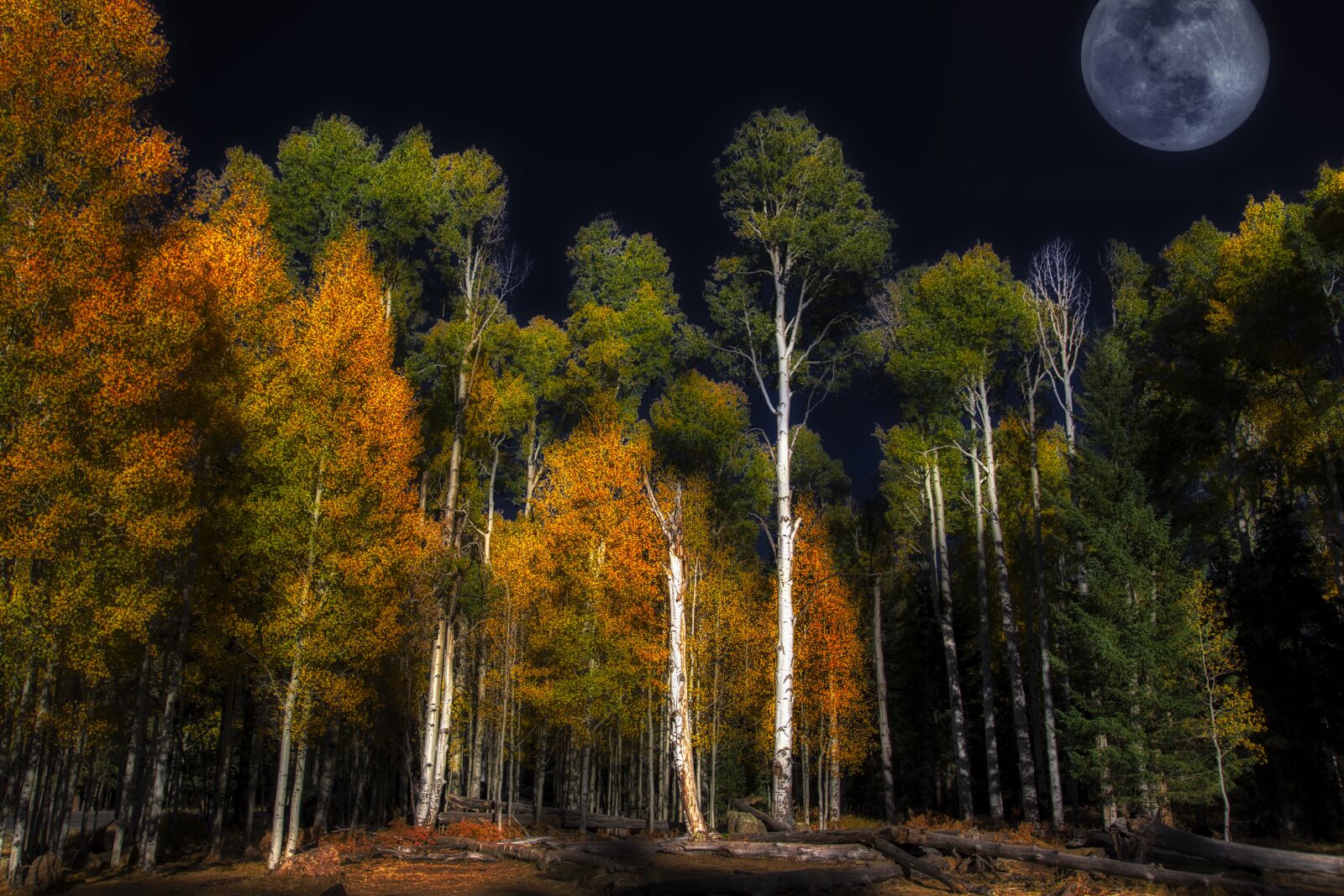 Canon 24-105mm F4 DG OS HSM | Art 013 sample photo. Moon, trees, night photography