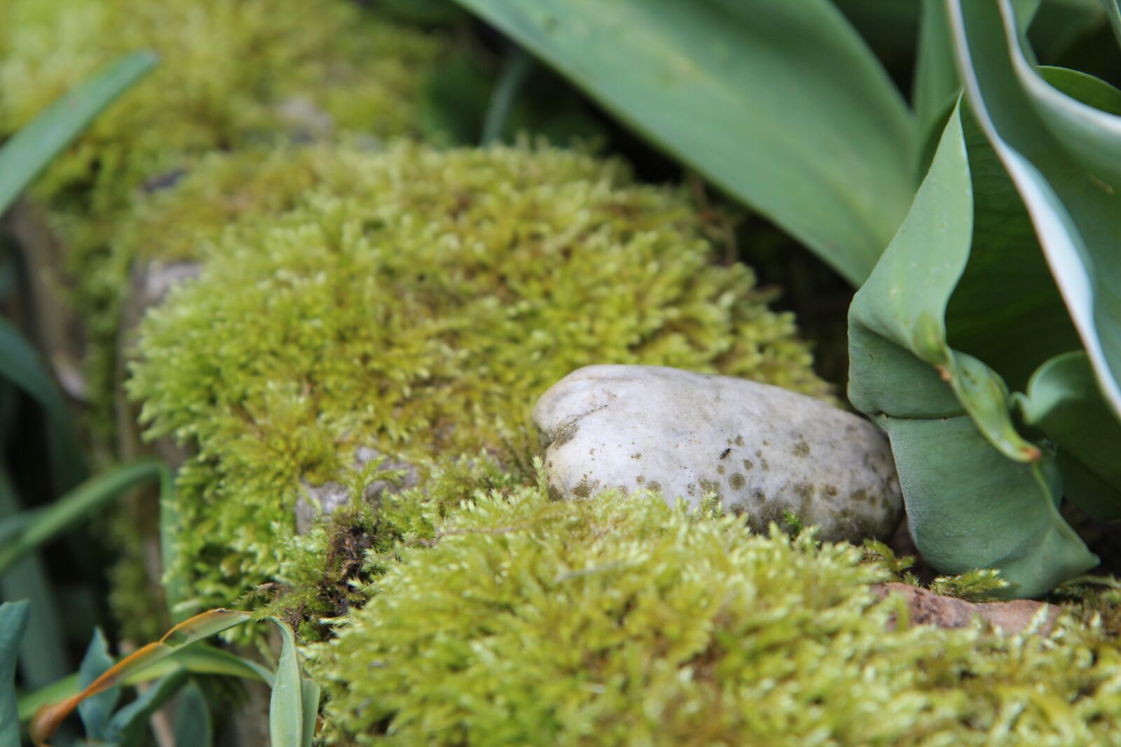 Canon EOS 600D (Rebel EOS T3i / EOS Kiss X5) sample photo. Foam, lichen, carpet foam photography