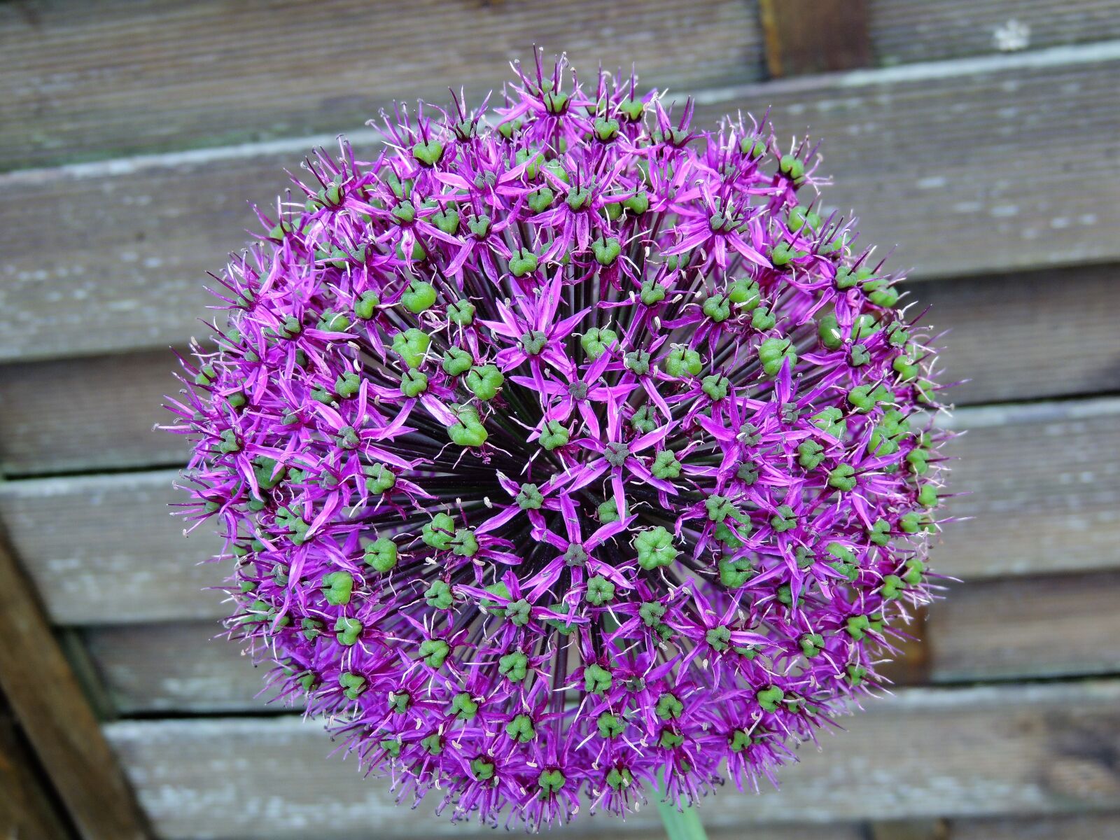 Nikon Coolpix P510 sample photo. Decorative garlic, flower, garlic photography