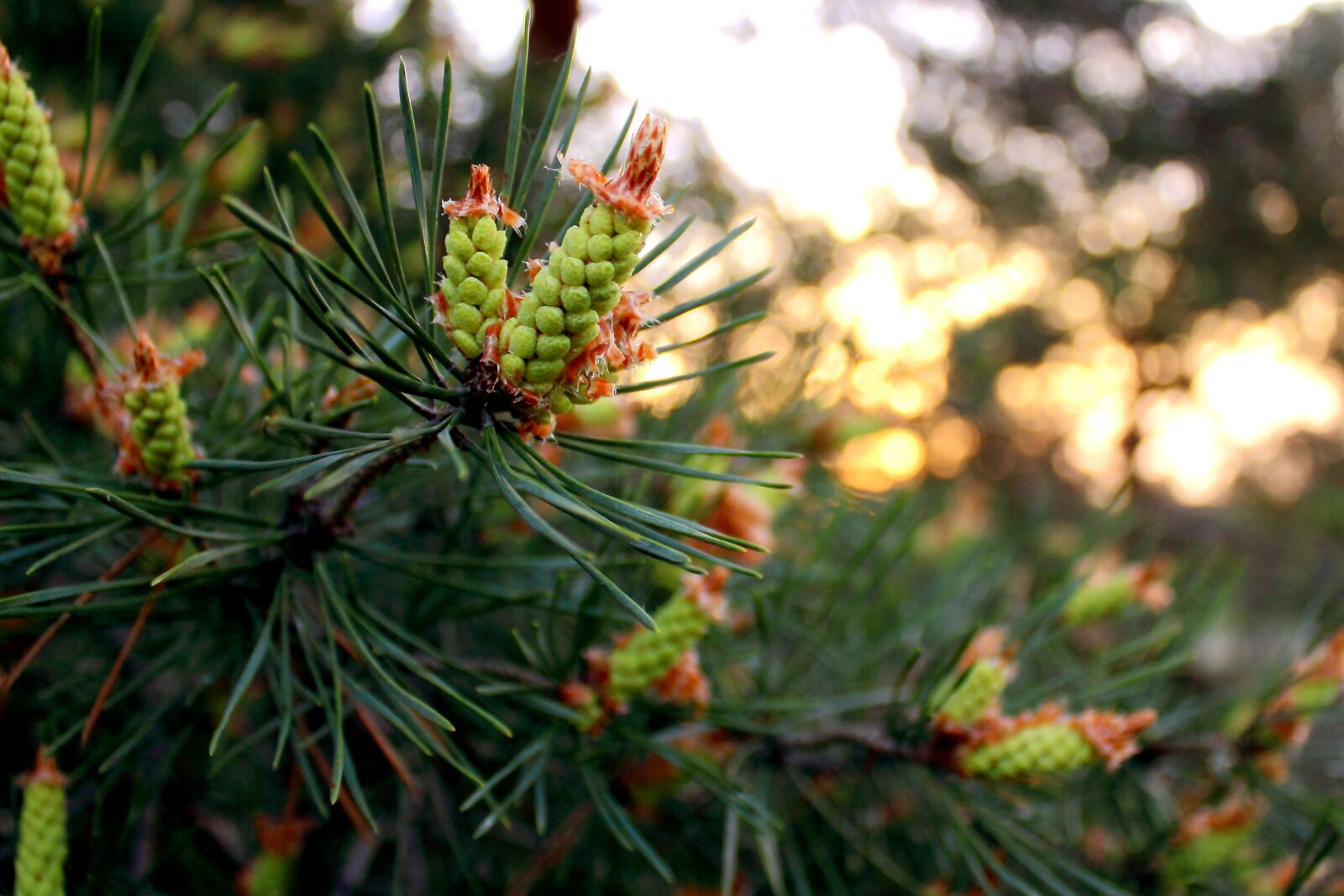 Canon EOS 550D (EOS Rebel T2i / EOS Kiss X4) sample photo. Tree, nature, season photography