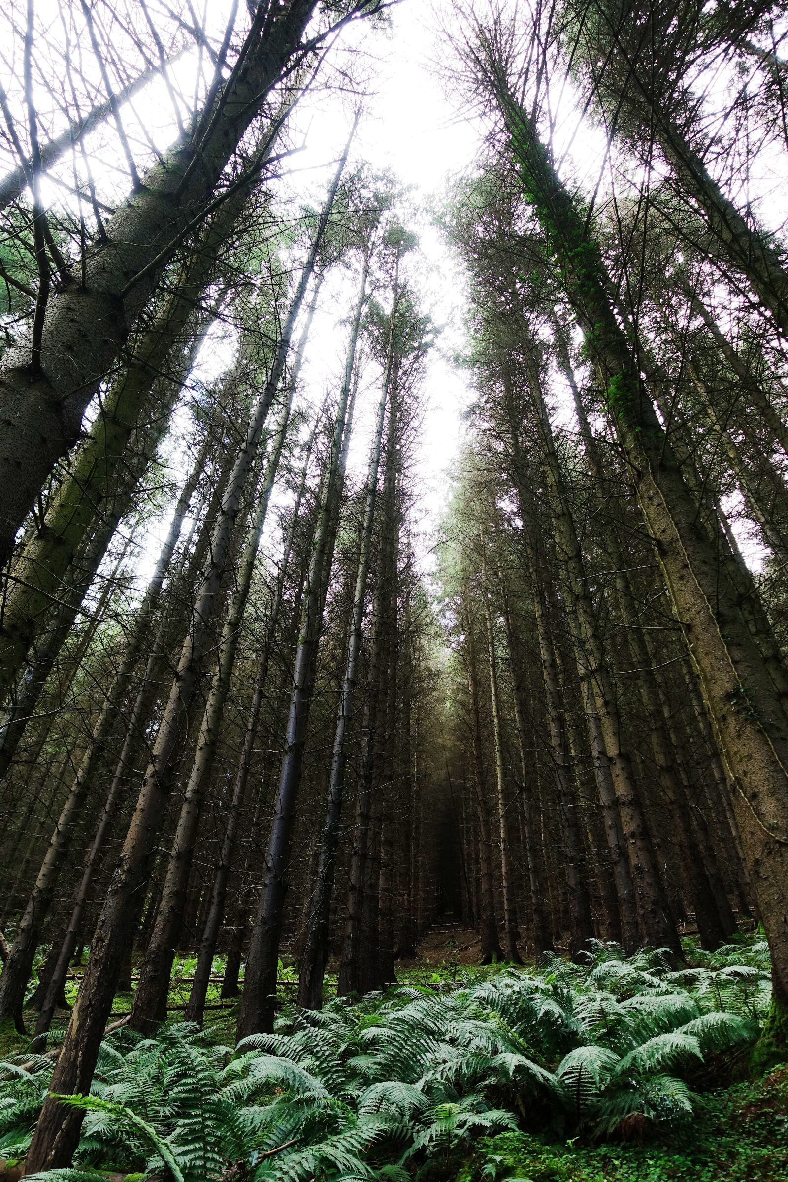 Sony DSC-RX100M5 sample photo. Trees, forest, tall photography