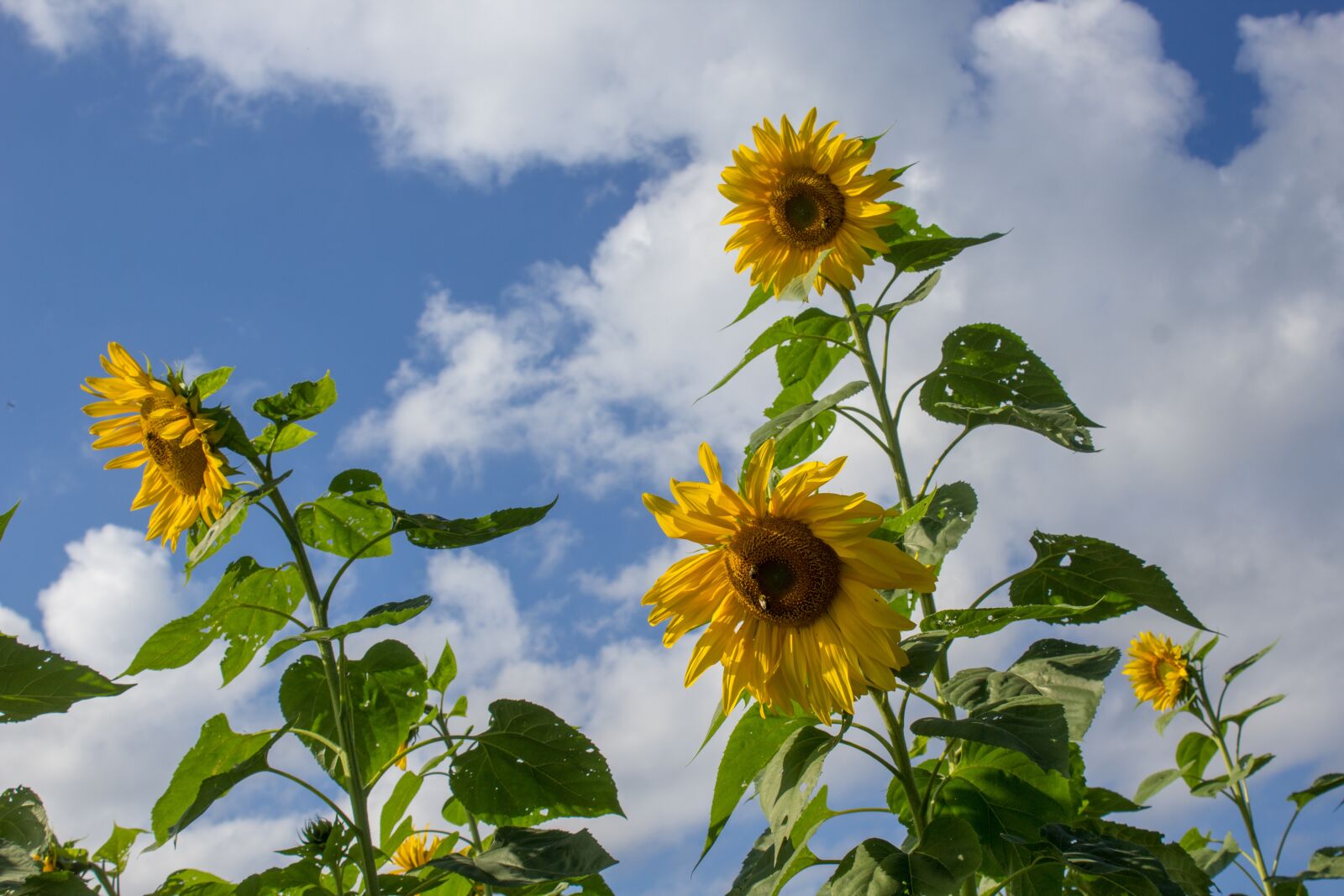 Canon EOS 1200D (EOS Rebel T5 / EOS Kiss X70 / EOS Hi) sample photo. Sunflower, yellow, spotted photography
