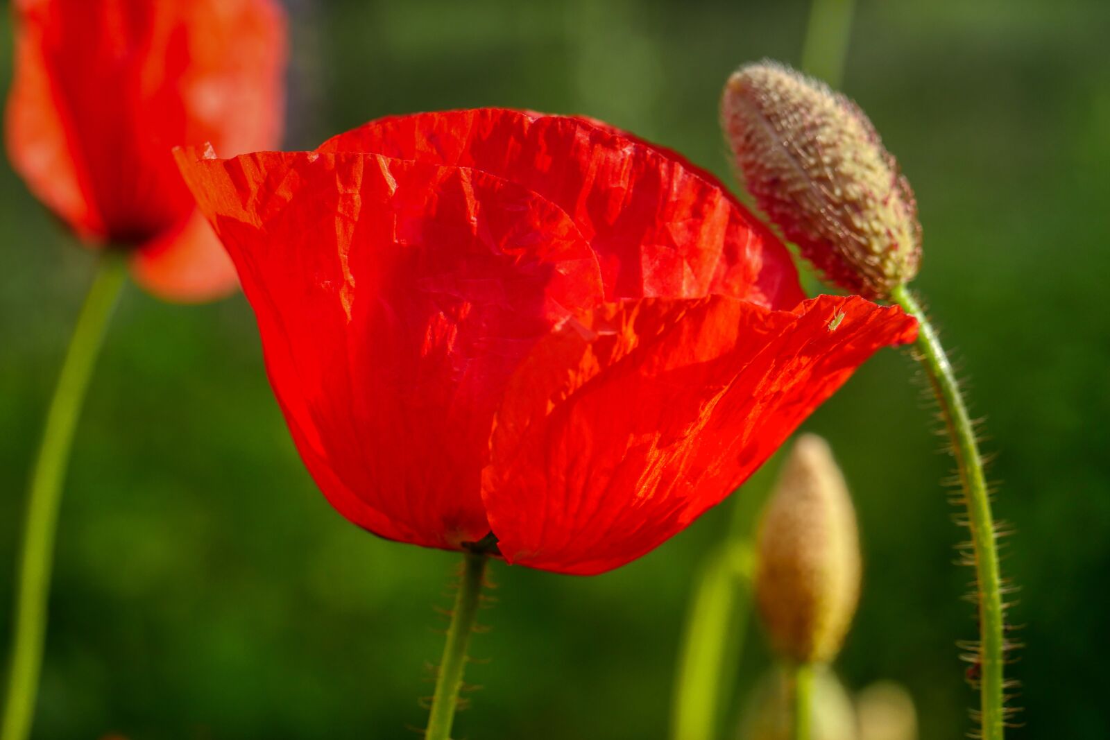 Panasonic Lumix DMC-GX8 sample photo. Poppy, bud, blossom photography