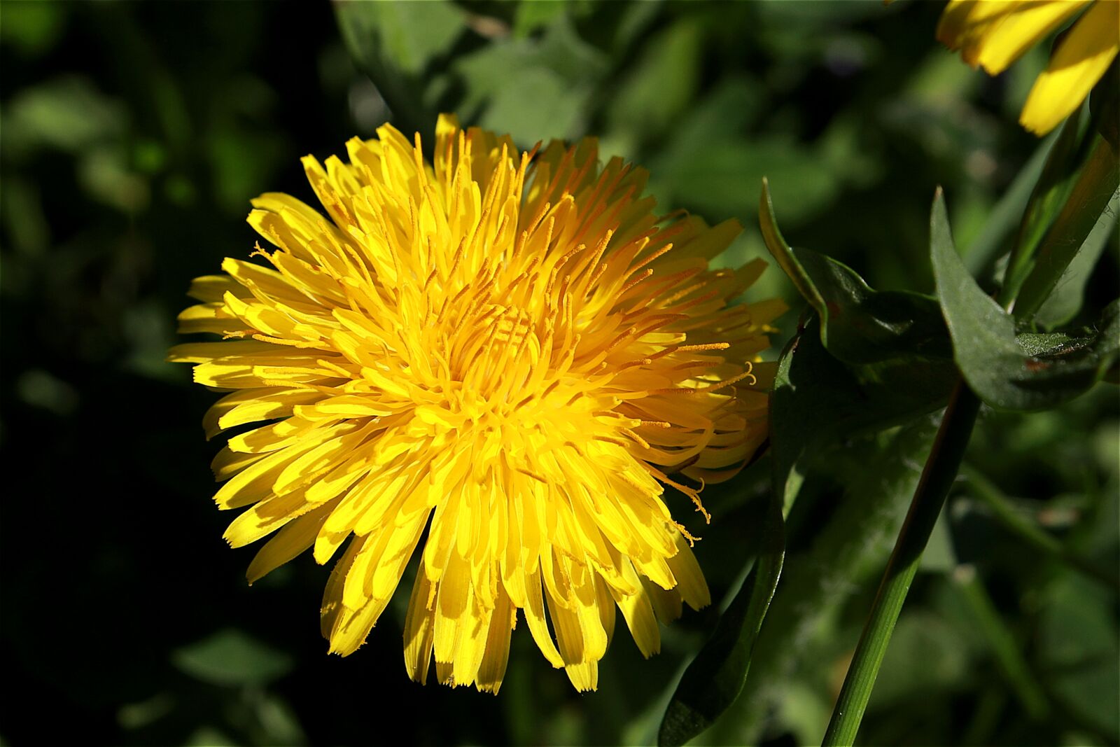 Canon EOS R sample photo. Dandelion, pointed flower, close photography