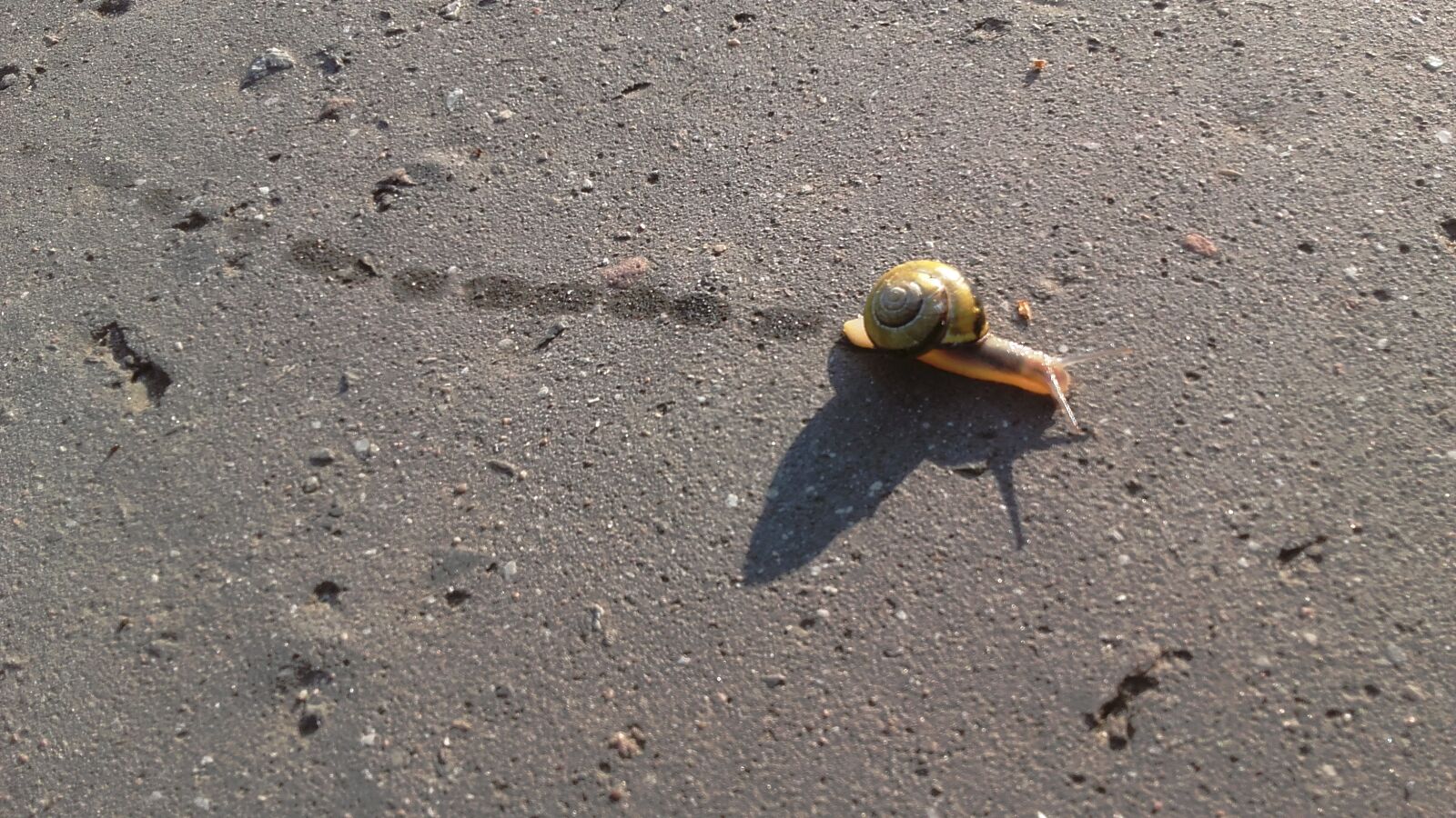 Samsung Galaxy Grand Prime sample photo. Snail, slow, flatworms photography