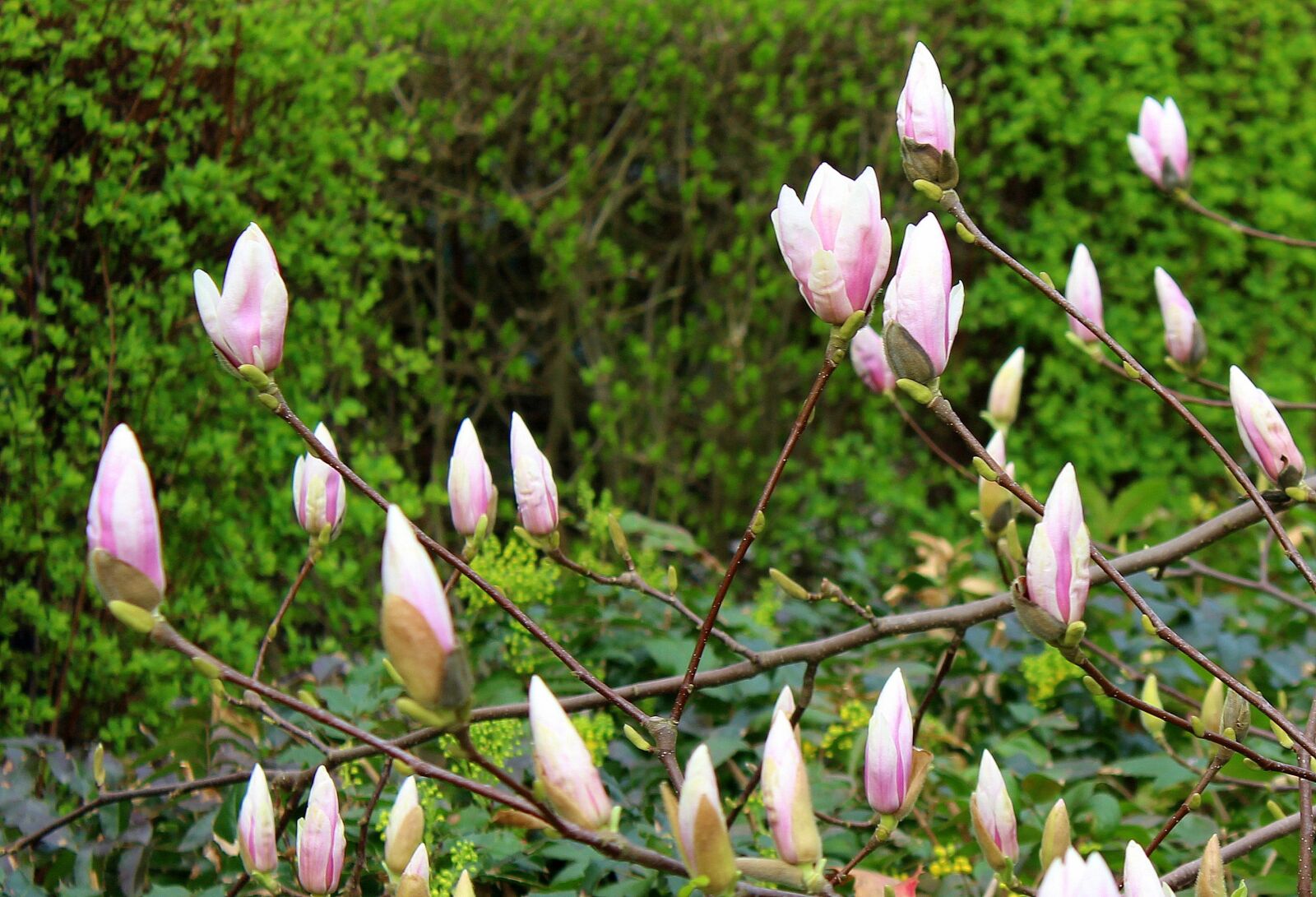 Canon EOS 1200D (EOS Rebel T5 / EOS Kiss X70 / EOS Hi) sample photo. Magnolia, tree, the buds photography