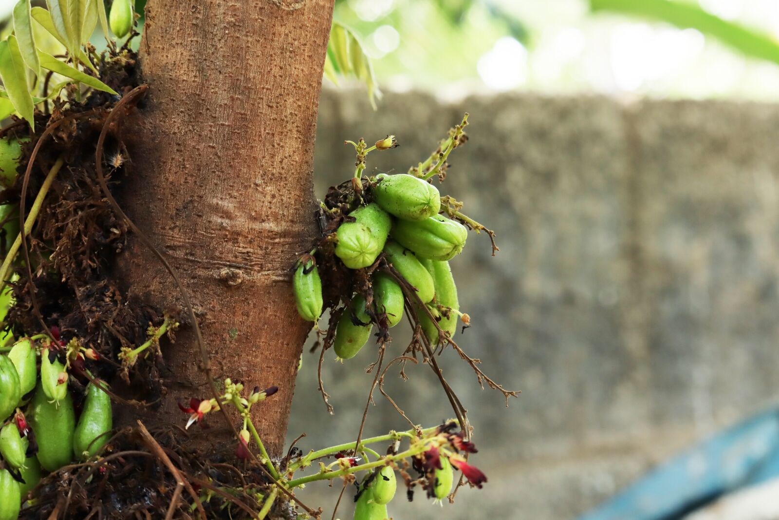 Canon EOS 250D (EOS Rebel SL3 / EOS Kiss X10 / EOS 200D II) sample photo. Free photos kerala, bilimbi photography