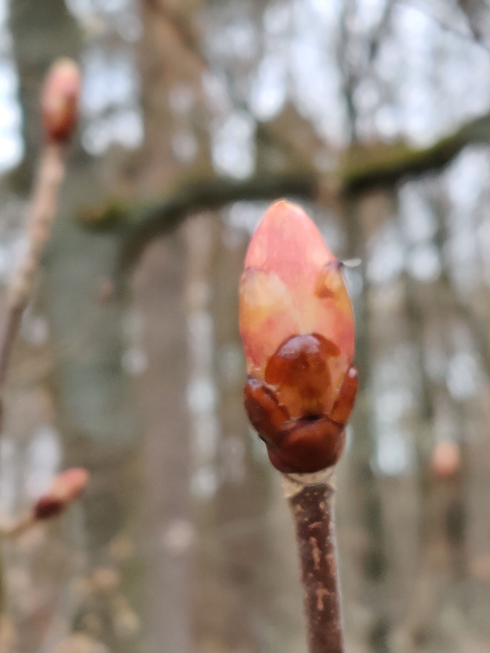 OnePlus HD1913 sample photo. Bud, flower, tree photography