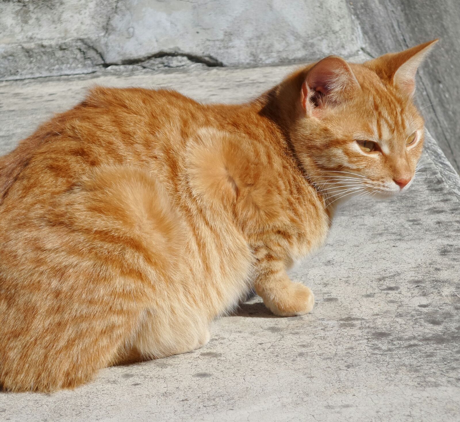 Samsung Galaxy K Zoom sample photo. Cat, red, concrete photography