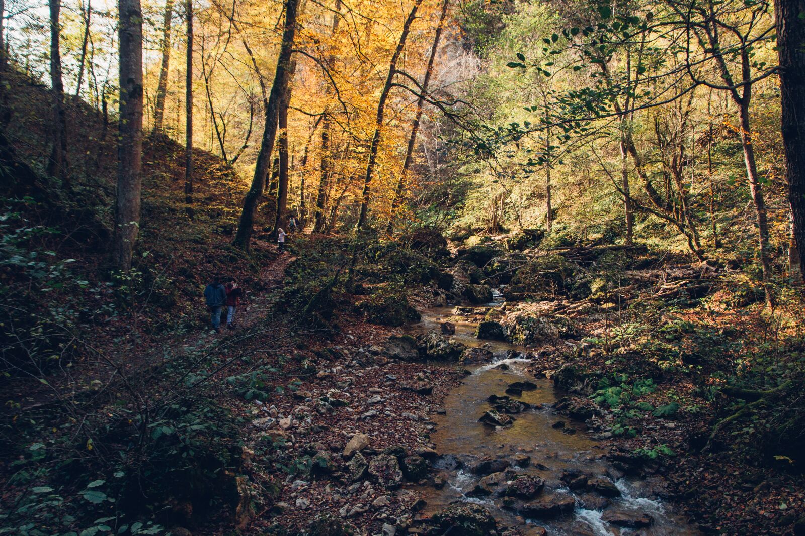 Nikon D800 sample photo. Forest, autumn, creek photography
