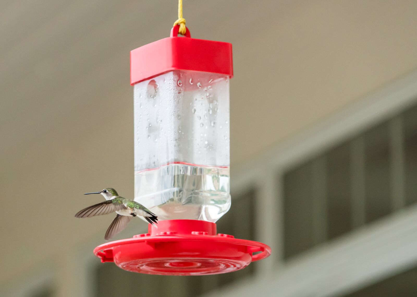 Sony a7R II + Sony FE 24-240mm F3.5-6.3 OSS sample photo. Hummingbird, flying, feeder photography