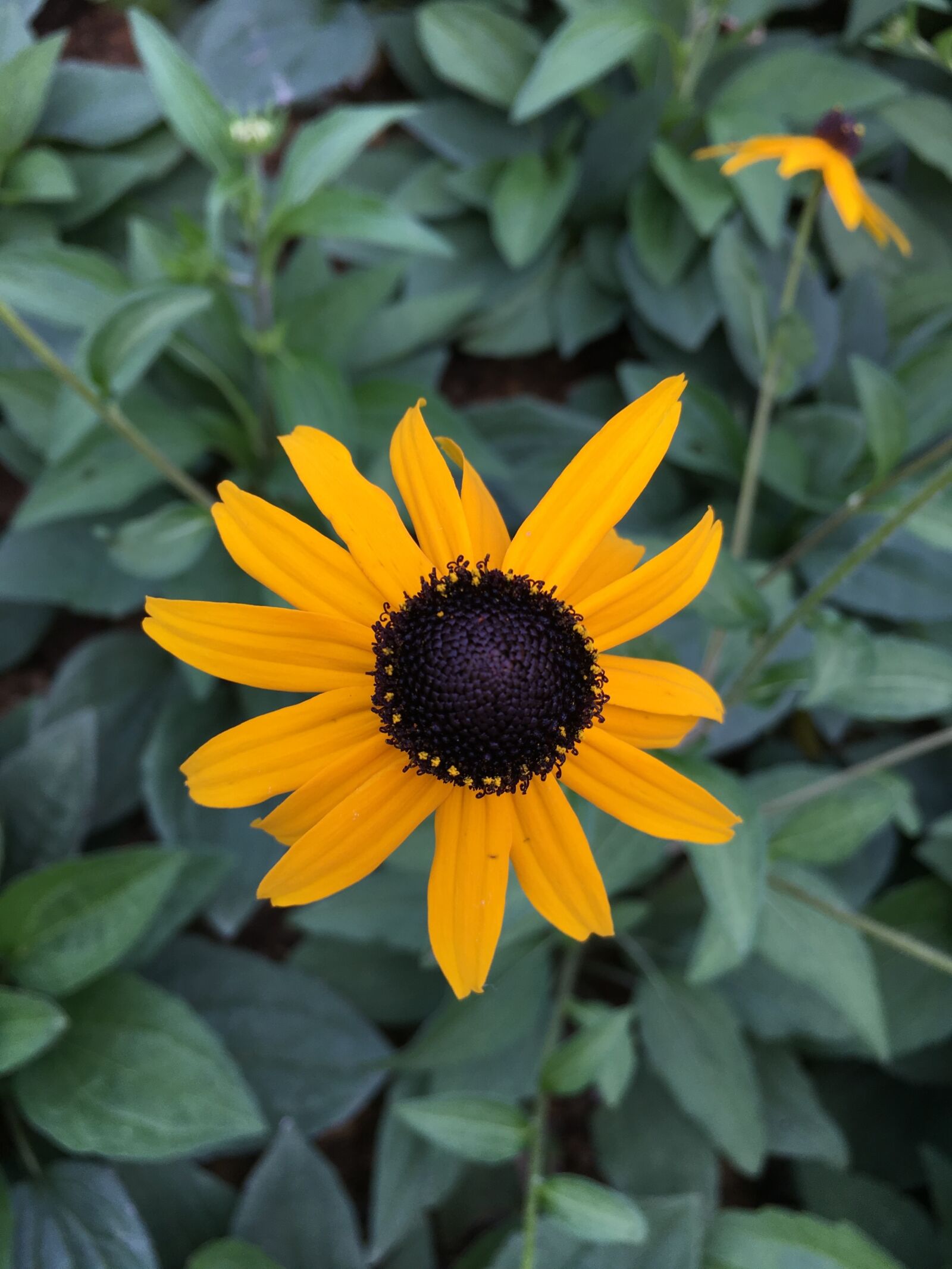 Apple iPhone 6s Plus sample photo. Green, flower, beautiful photography