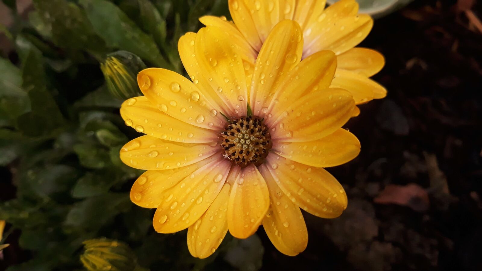 Samsung Galaxy J5 sample photo. Osteospermum, flower, nature photography