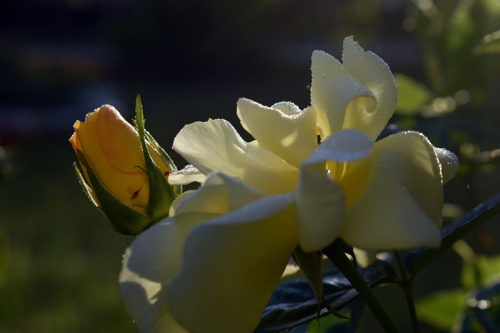 Nikon D3400 sample photo. Rose, roses, flower photography