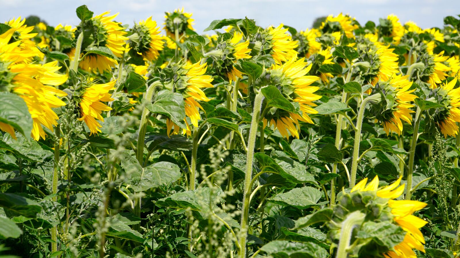 Sony a6400 + Sony E PZ 18-105mm F4 G OSS sample photo. Sunflower, blossom, bloom photography