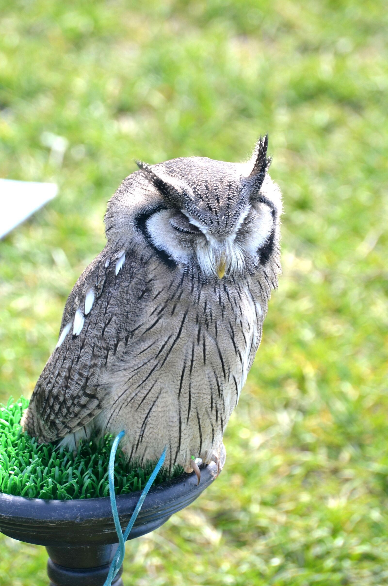 Nikon D5100 sample photo. Owl, nature, bird of photography