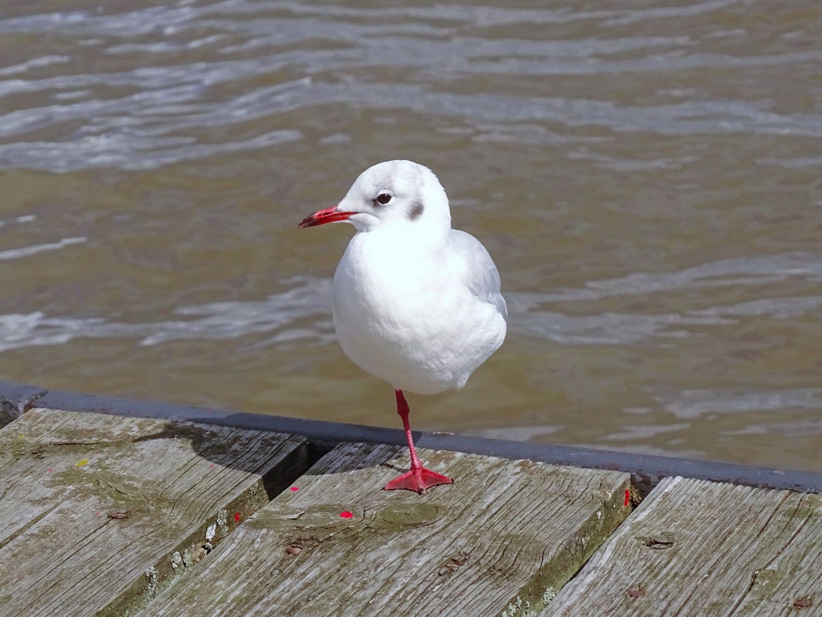 Sony Cyber-shot DSC-HX400V sample photo. Seagull, elbe, bird photography